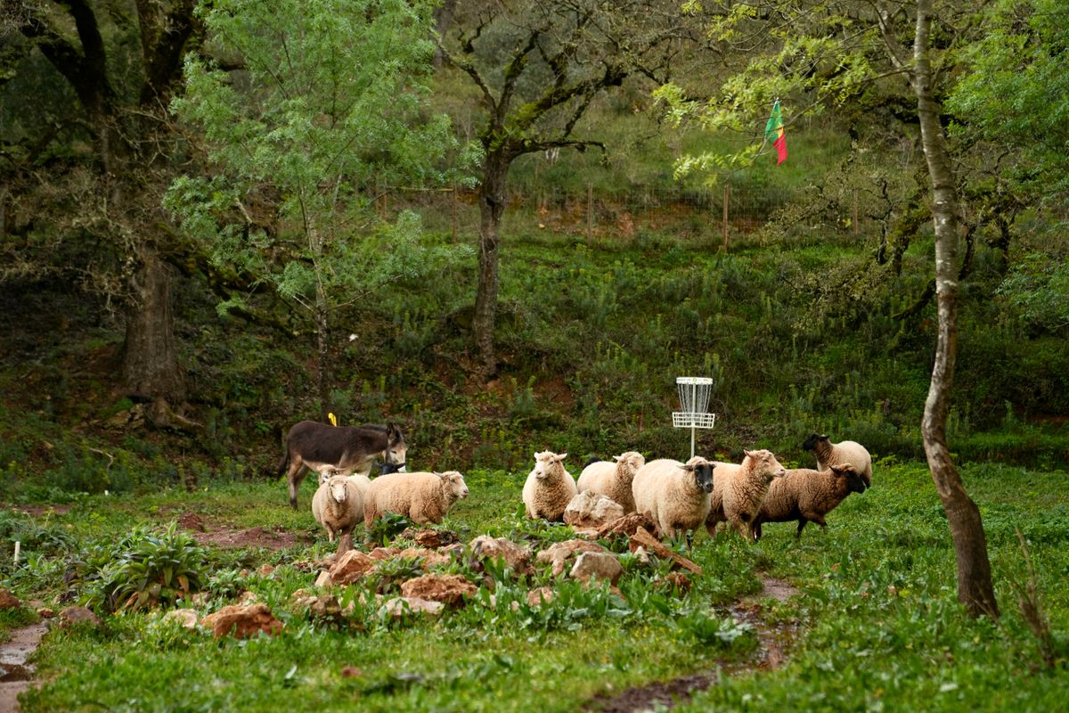 Love the animals on hole 6