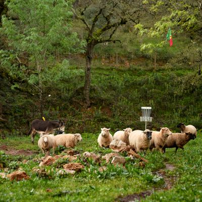 Love the animals on hole 6
