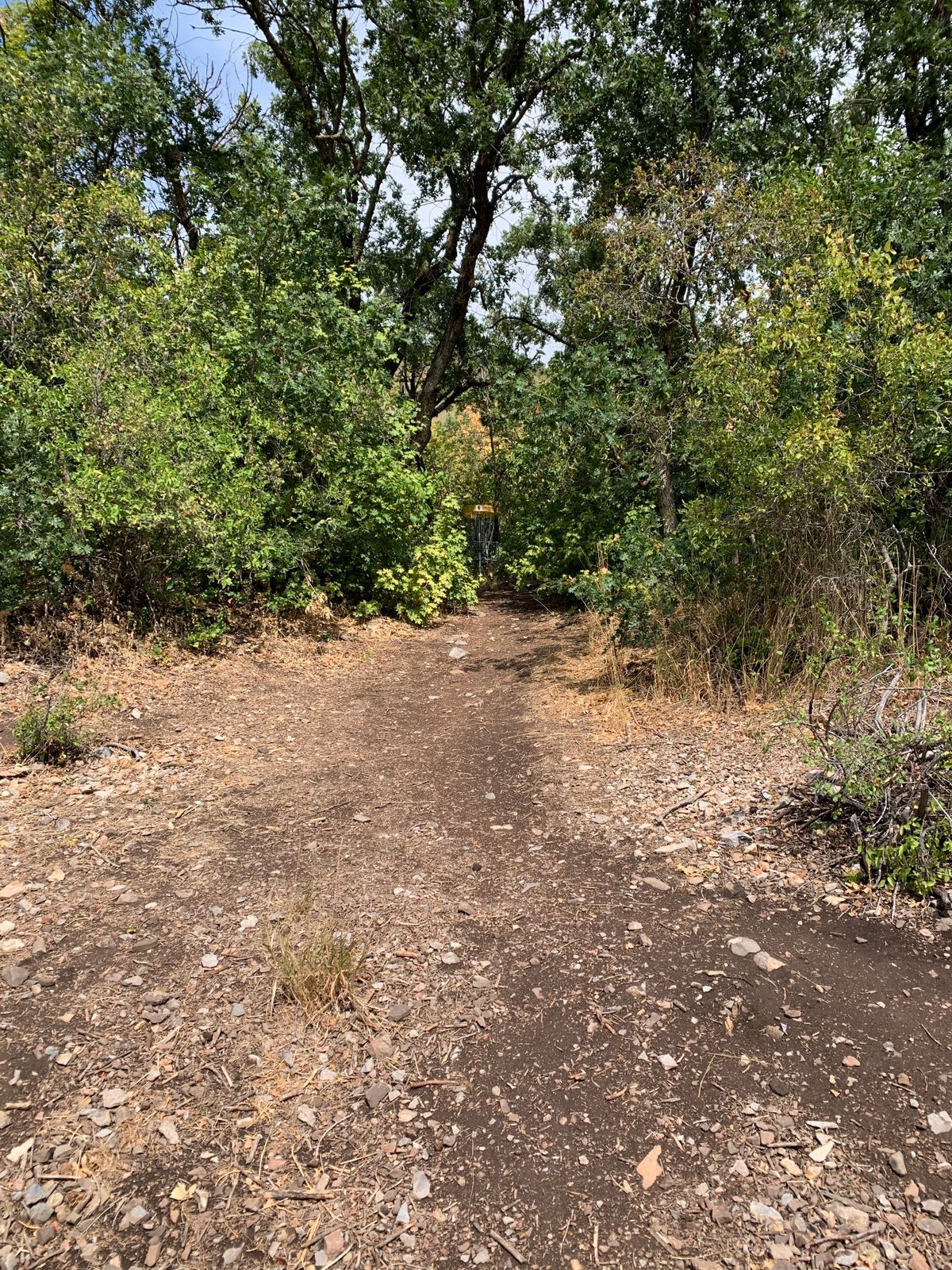 Hidden Hole 6 Basket