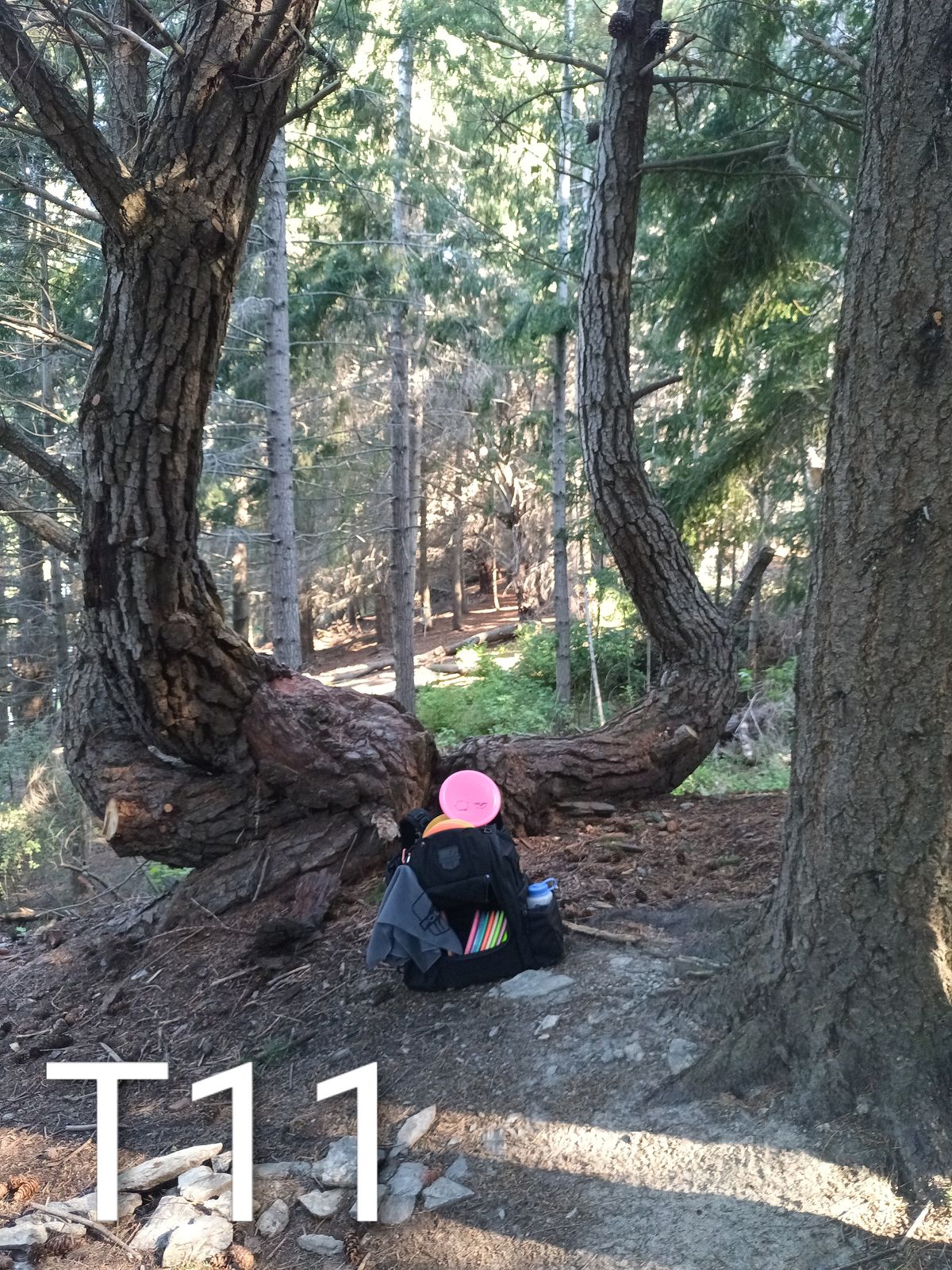 49m throw down the hill straight through this cool tree and don't go left down the hill as it can be hard to find disc's