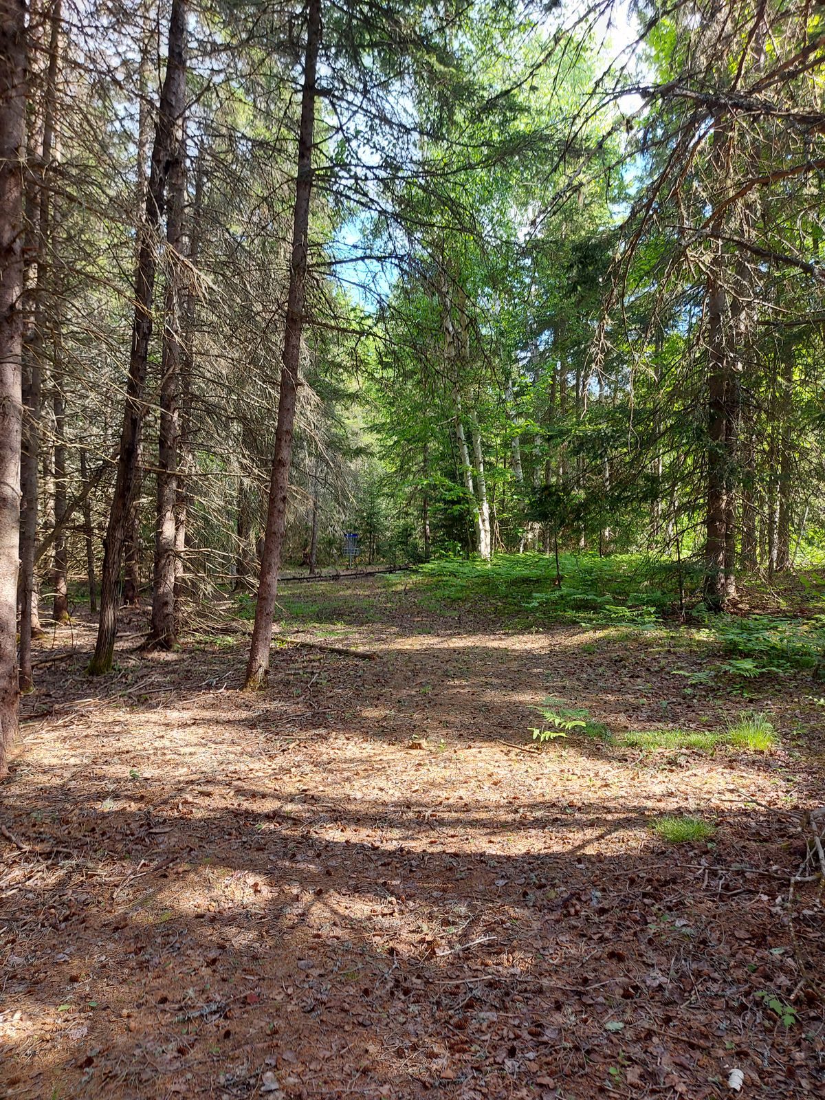 Midrange approach. On hole 4.🍁🌲🍁🌲🍁🌲