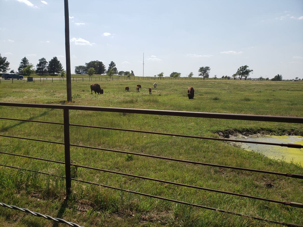 Live buffalo right next to disc Park course