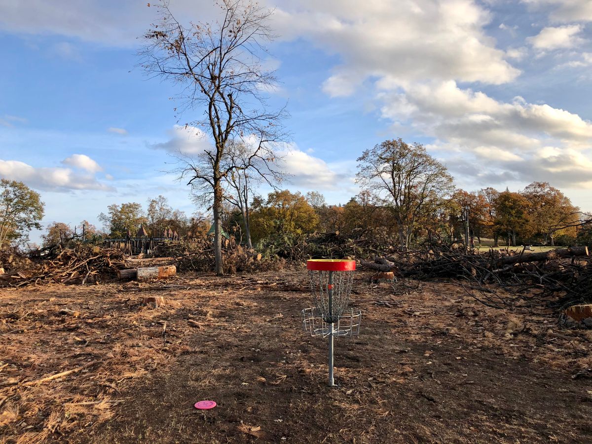 Tree removal due to insect infestation
