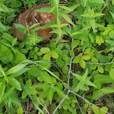 Fawn at hole 11, about 25 ft from the path on the right. Do not disturb