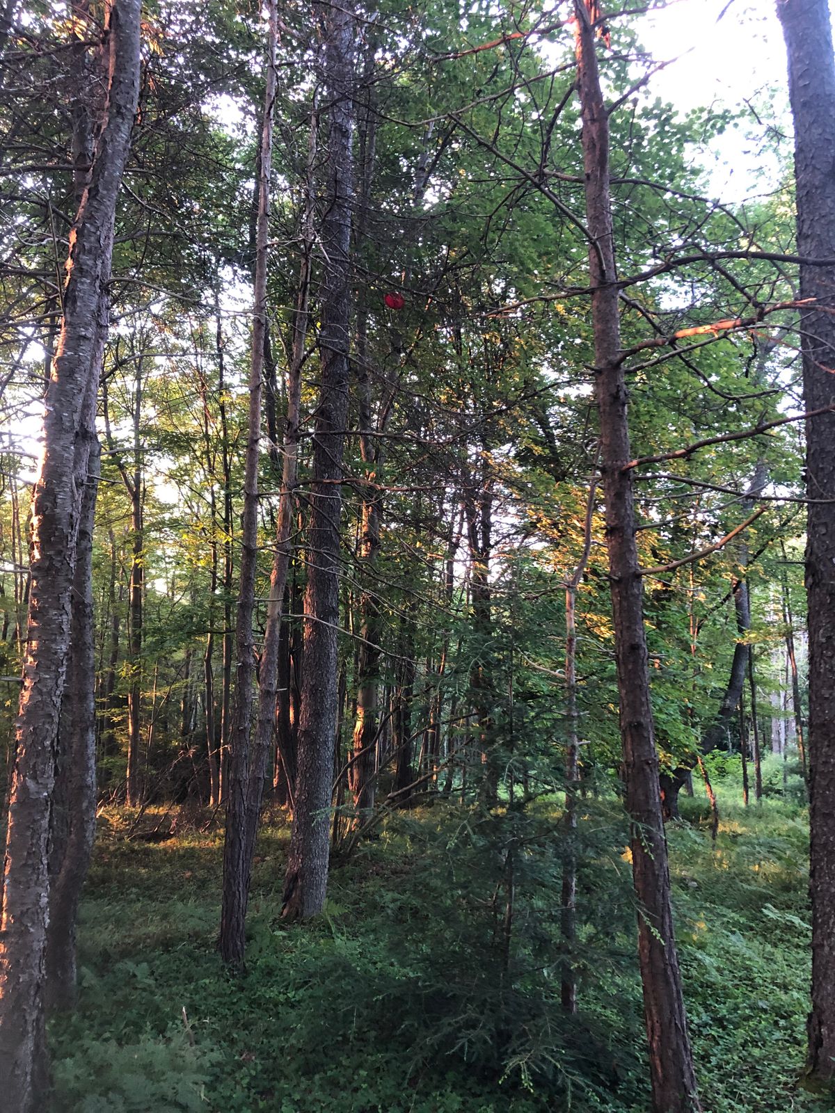 Can you spot it!? Sadly looked for over an hour, and looked up, and instantly found it. (Hole 4)