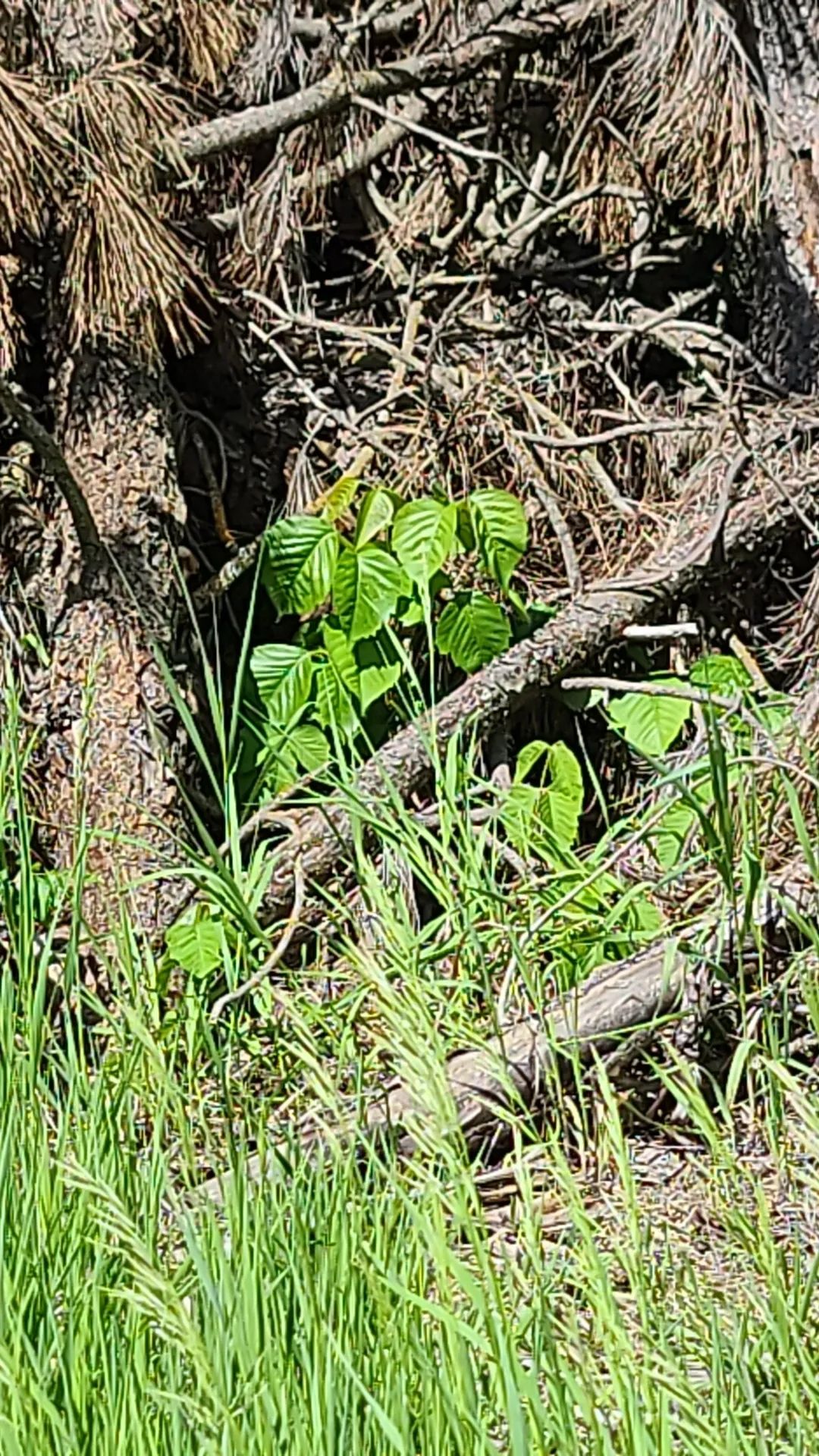 Poison ivy all over the course. If you play, stay in the fairway and wash your shoes. Couldn't finish the round.