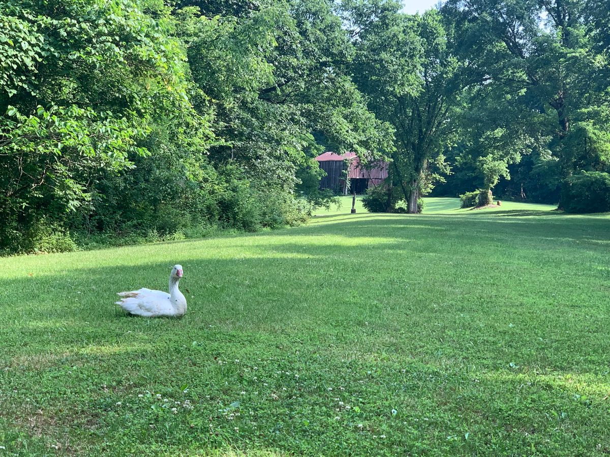 A white goose marking the fairways at Blue Goose.