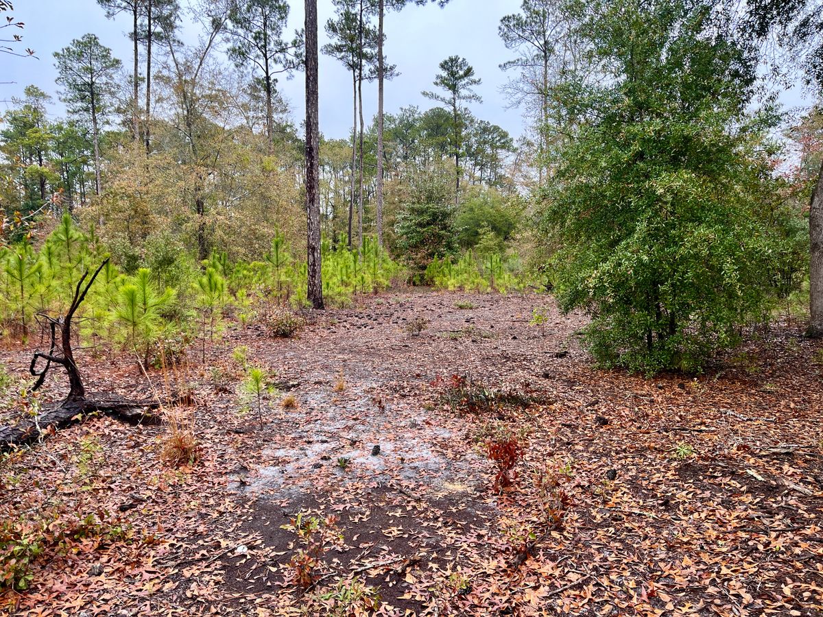 Hole 4 tee