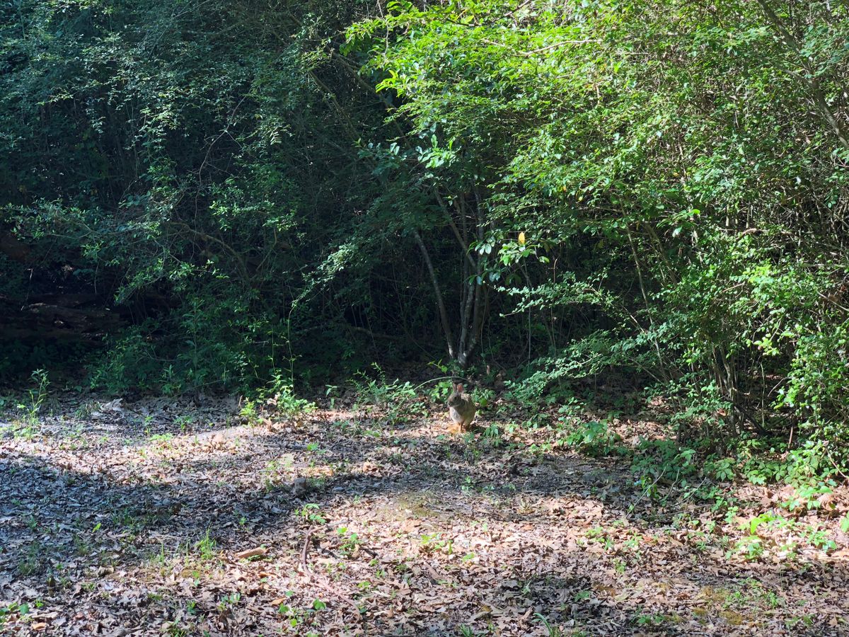 Hole 15