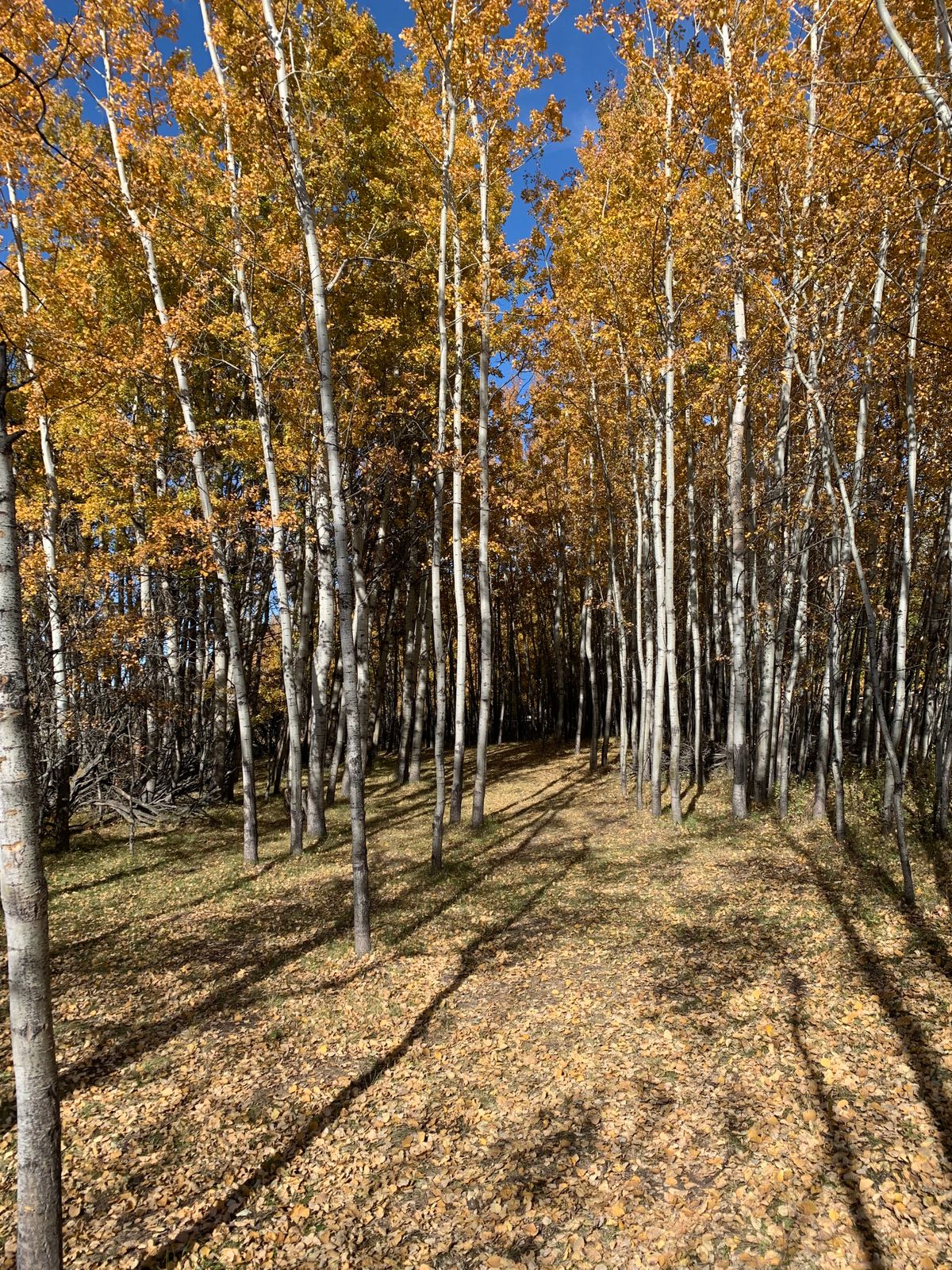 Horseshoe in the beautiful fall colours