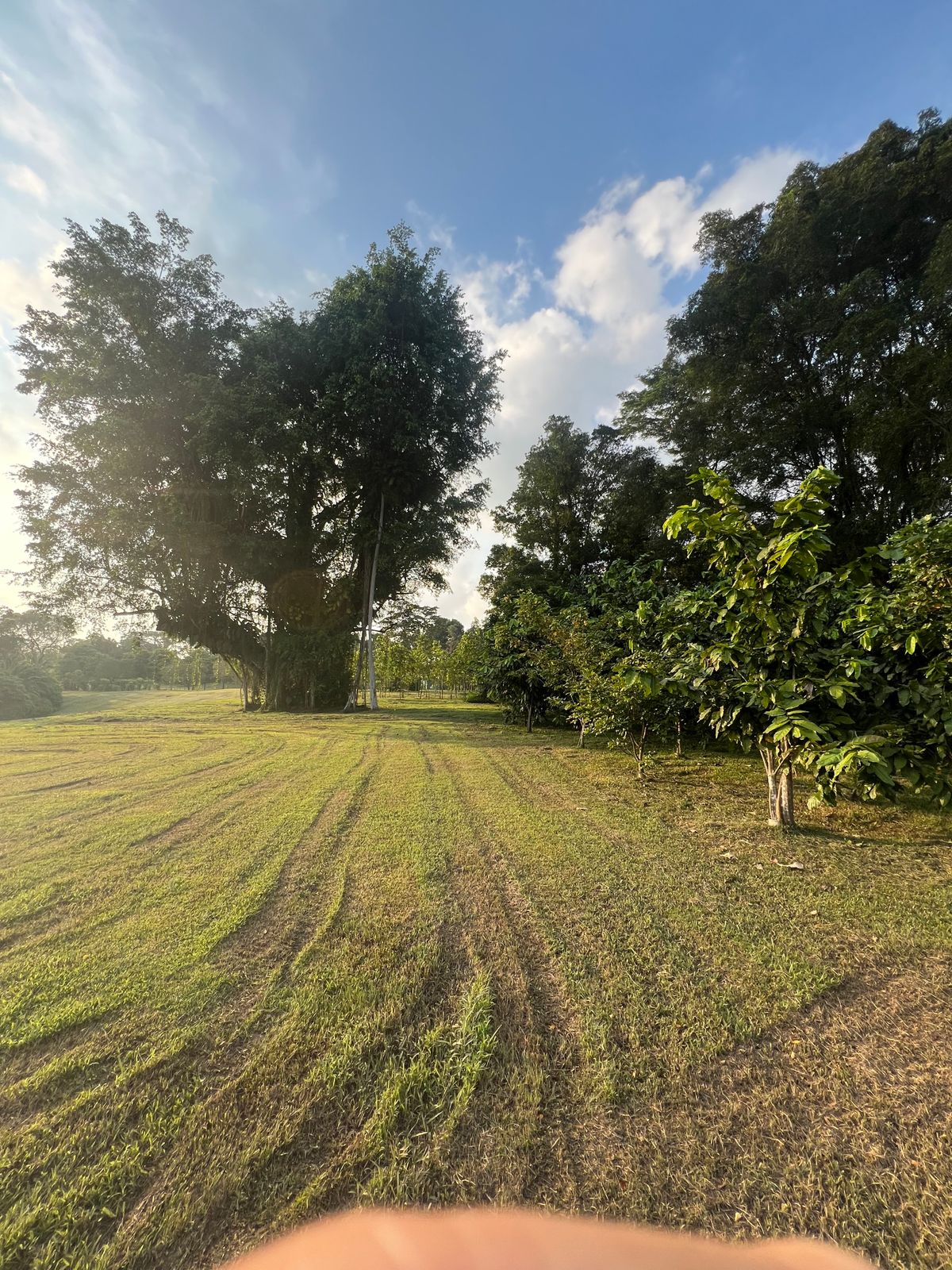 View from the fairway back towards the mando gap on Hole 7
