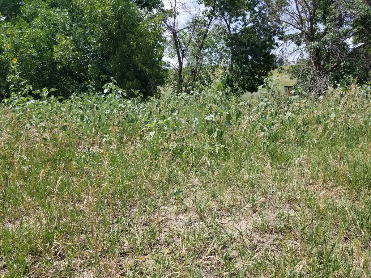 Hole 6. Loved this course all winter but the sheer amounts of weeds have made some holes unplayable.