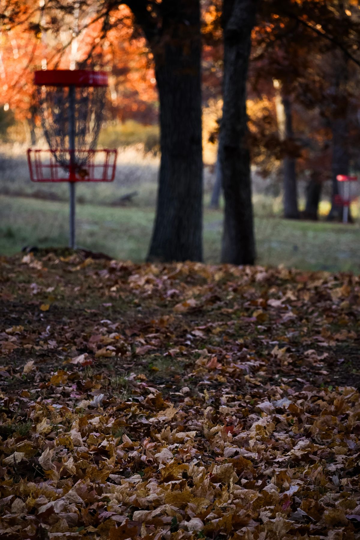 @ShelbyFramesTheDisc