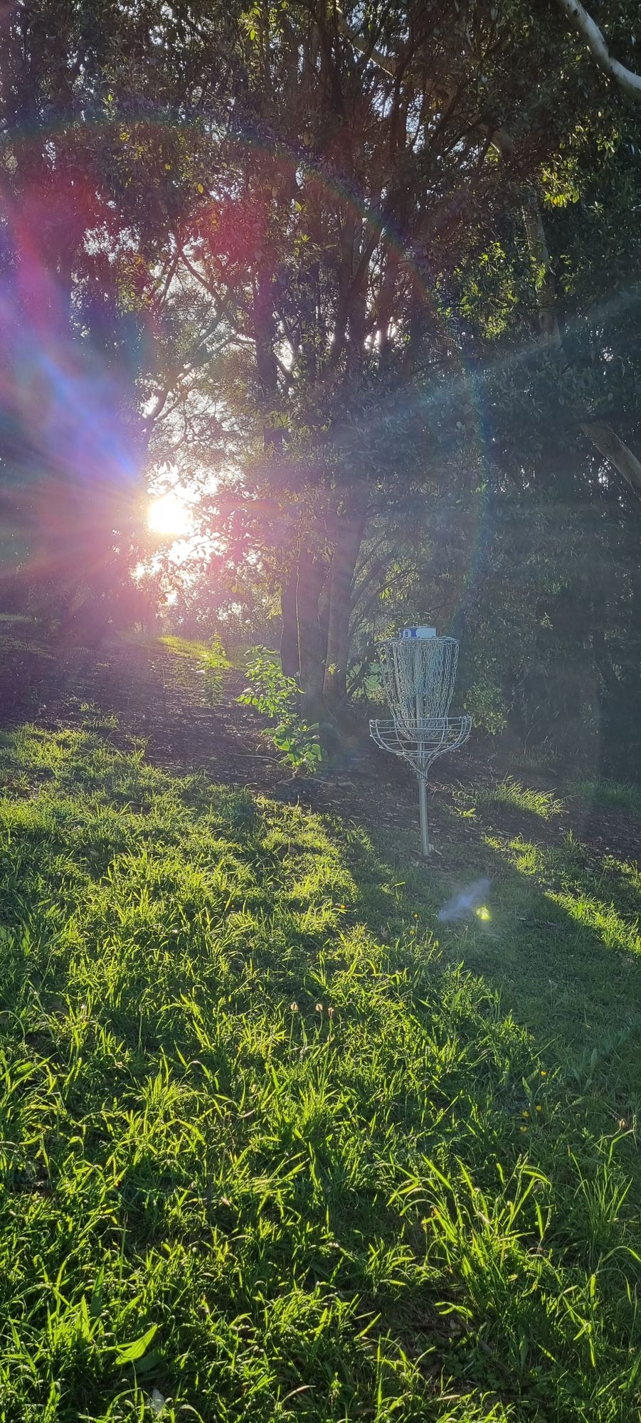 Basket on hole 9