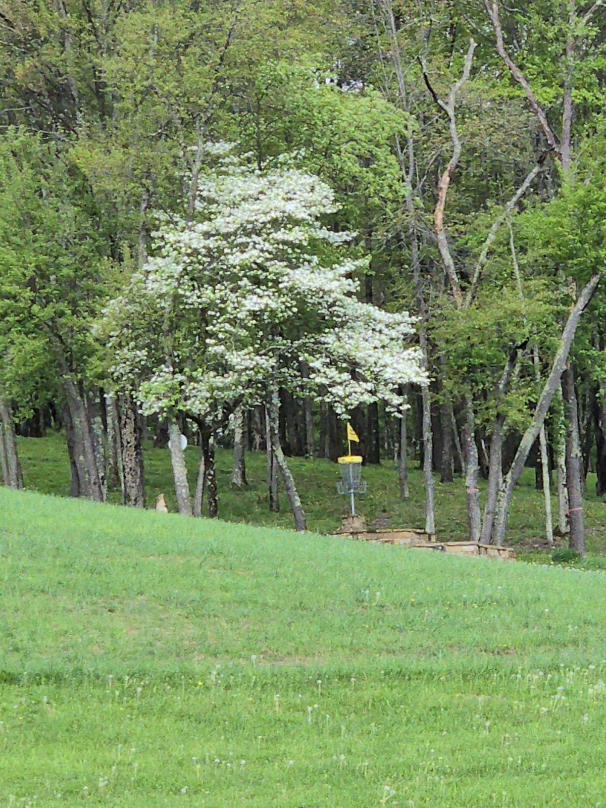 Hole 6 green