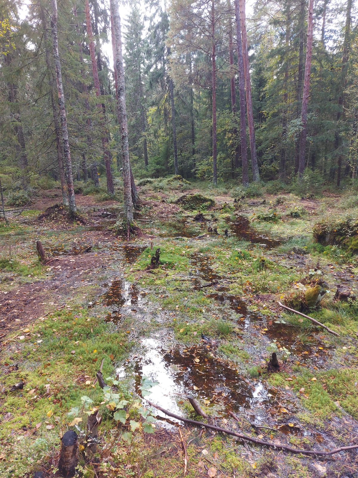 Vettä