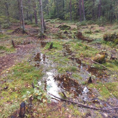 Vettä