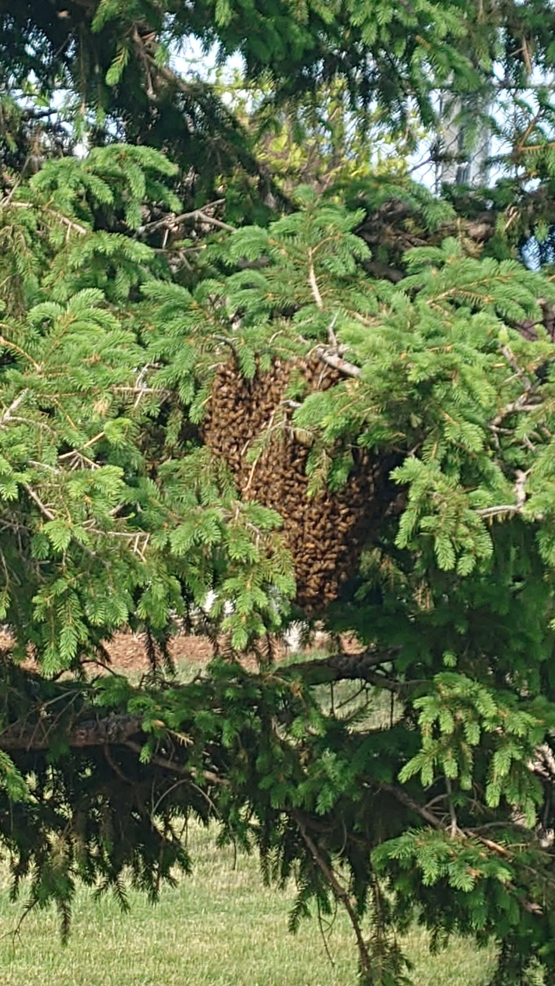 Bee hive caution at hole 2, eye level in the tree beyond the penalty drop zone