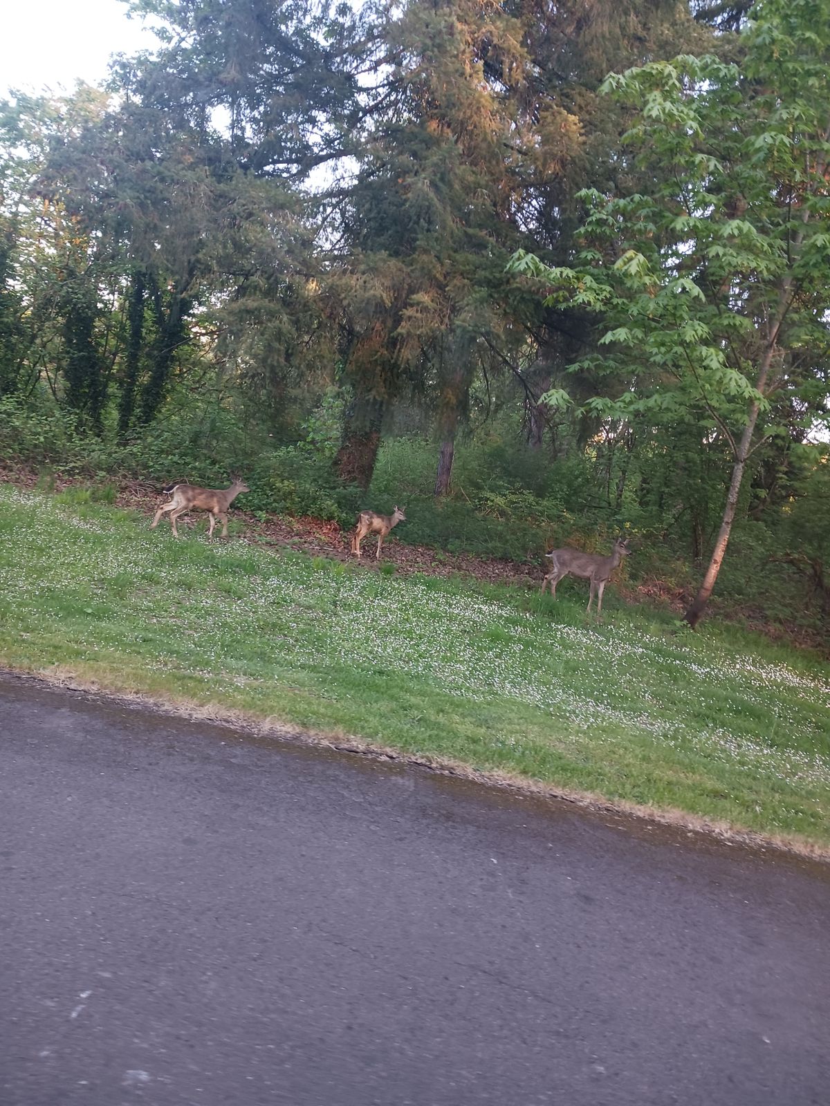 Deer ran 
by hole 8