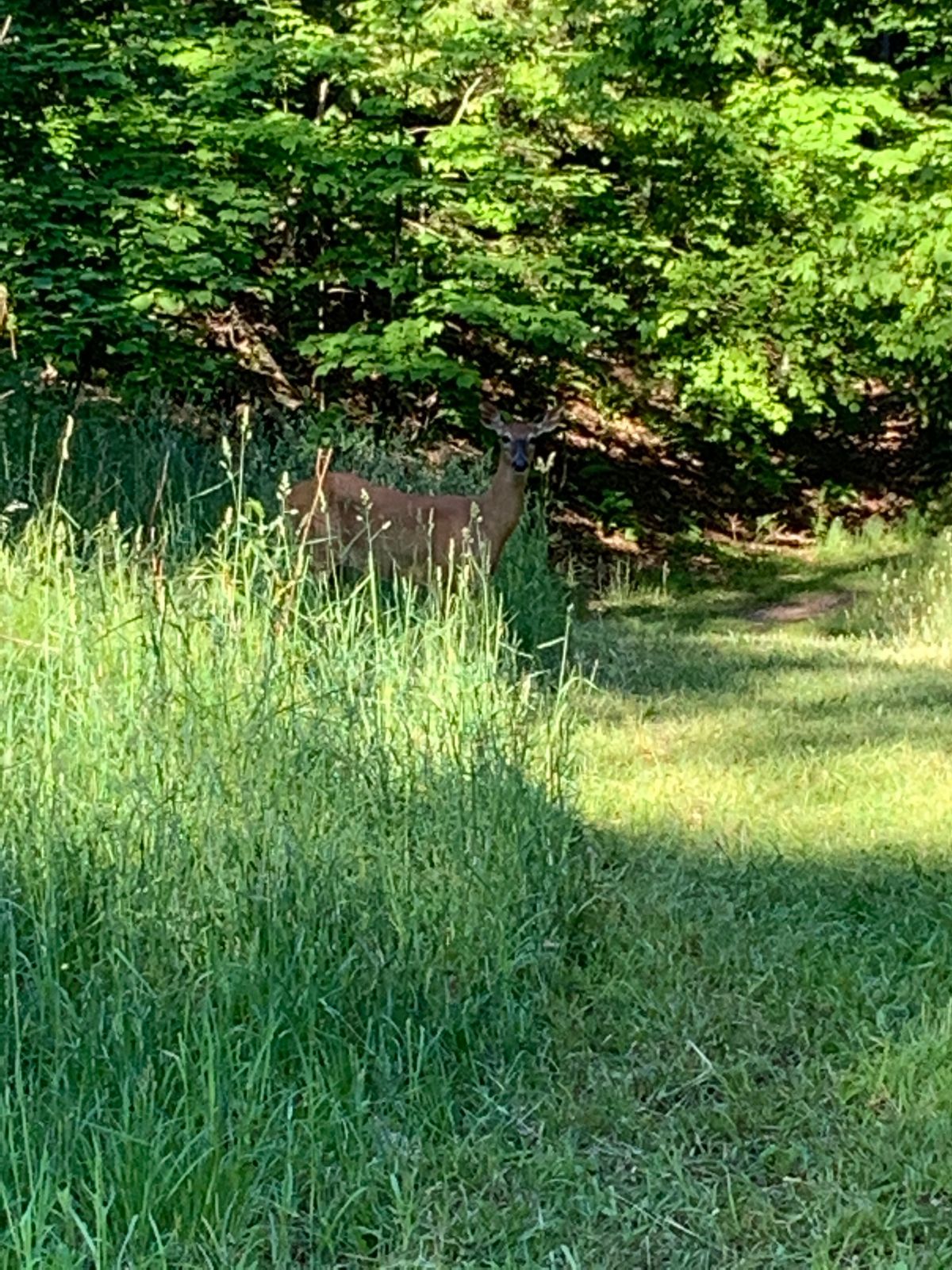 Spectator on hole 15