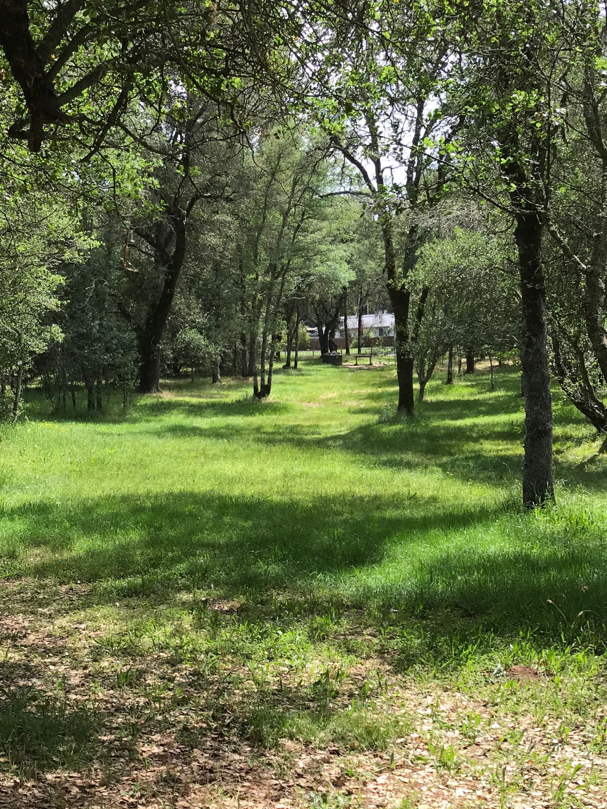Looking back at the tee on 15