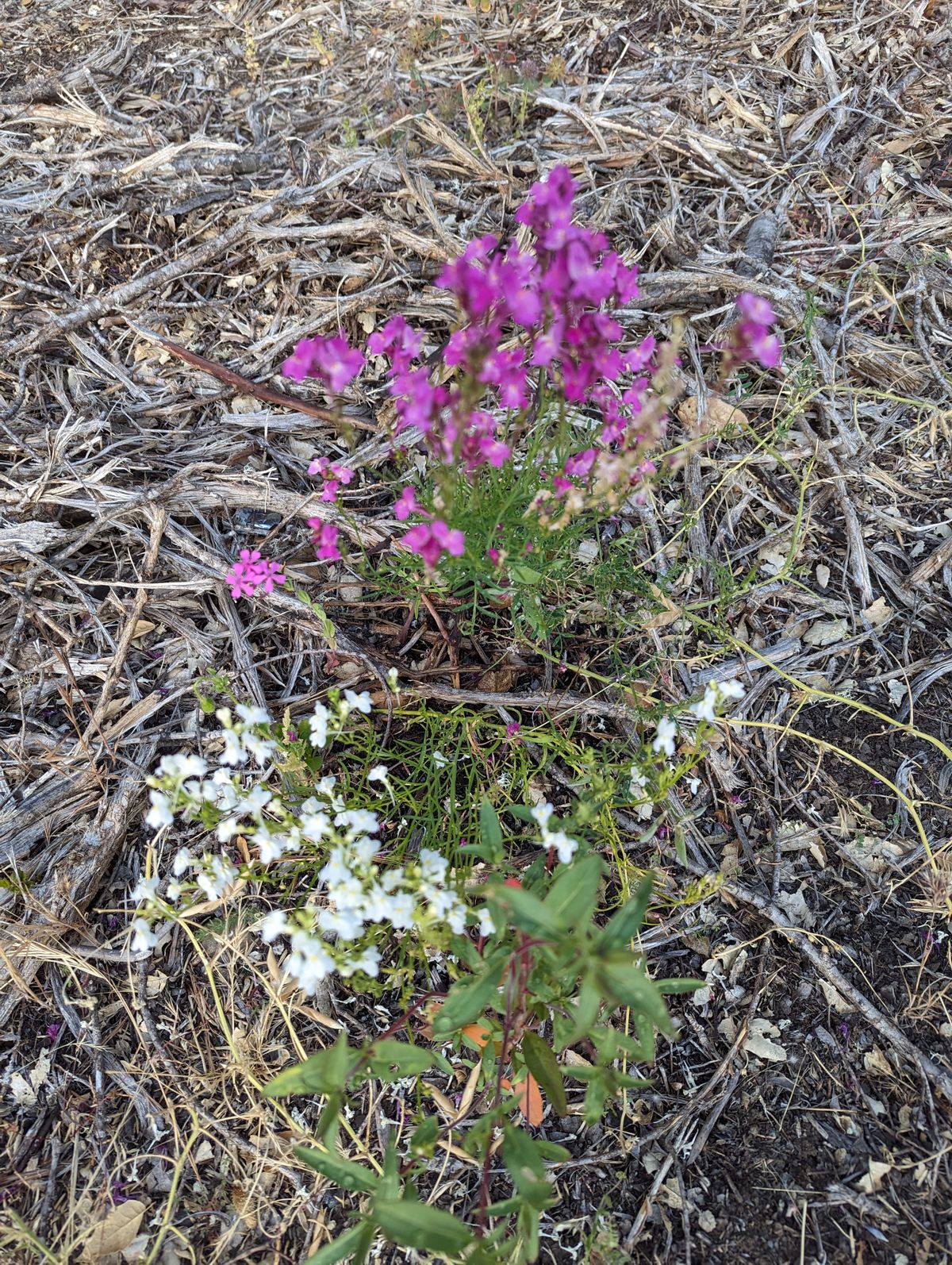 Hole D - Wildflower Project