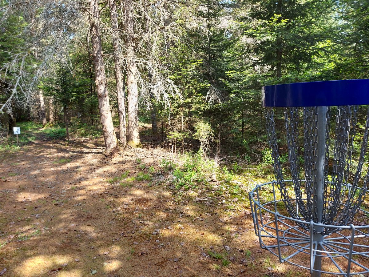 Reverse back up fairway from basket. On hole11. 🍁🌲🍁🌲🍁🌲