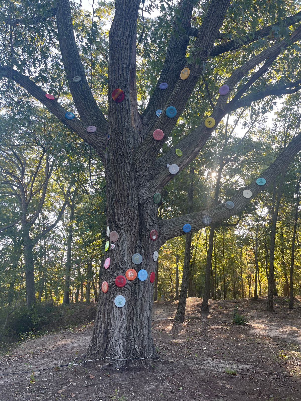 Hole 10 tree