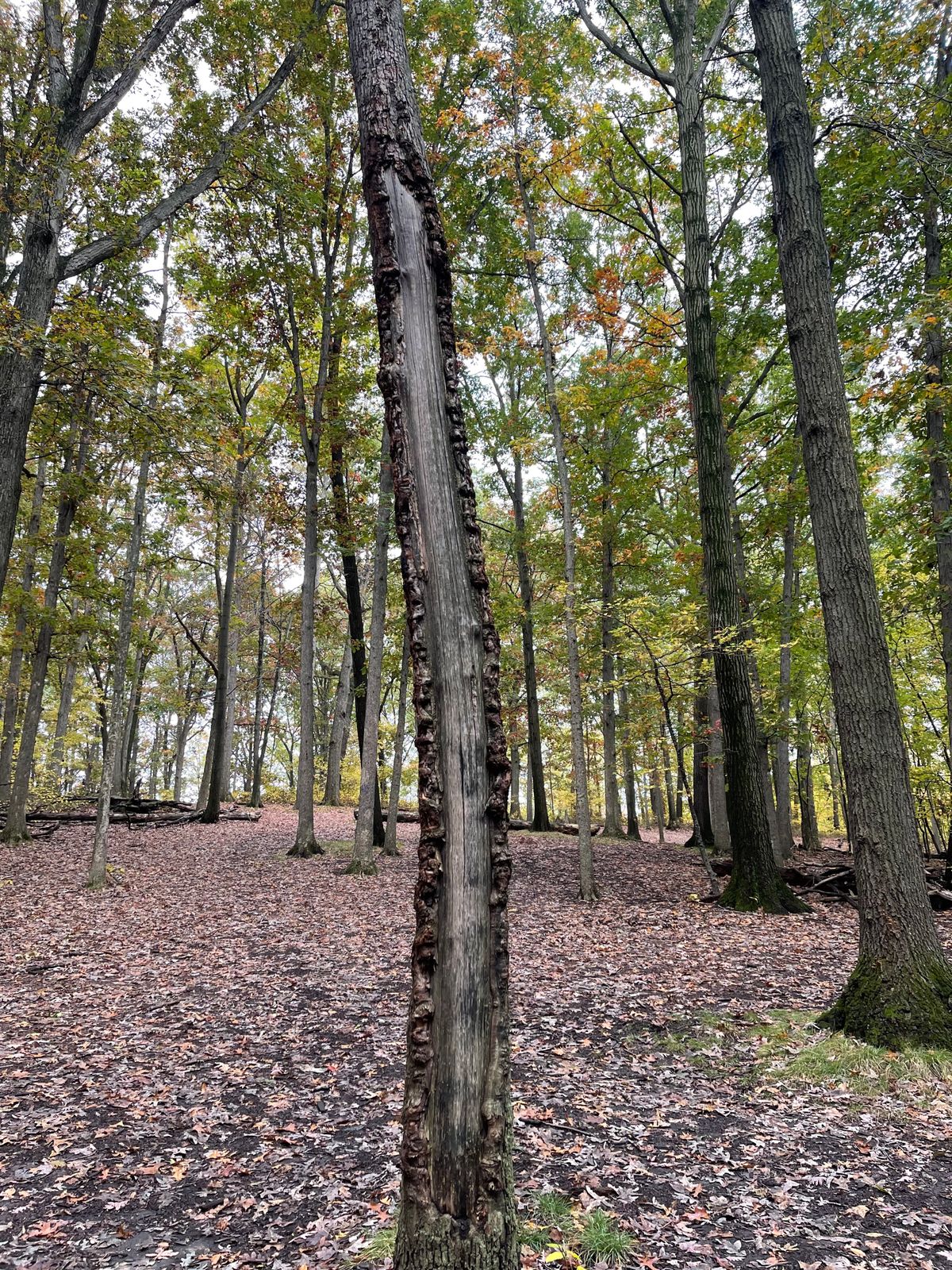 I’m not the only person to have hit this tree.