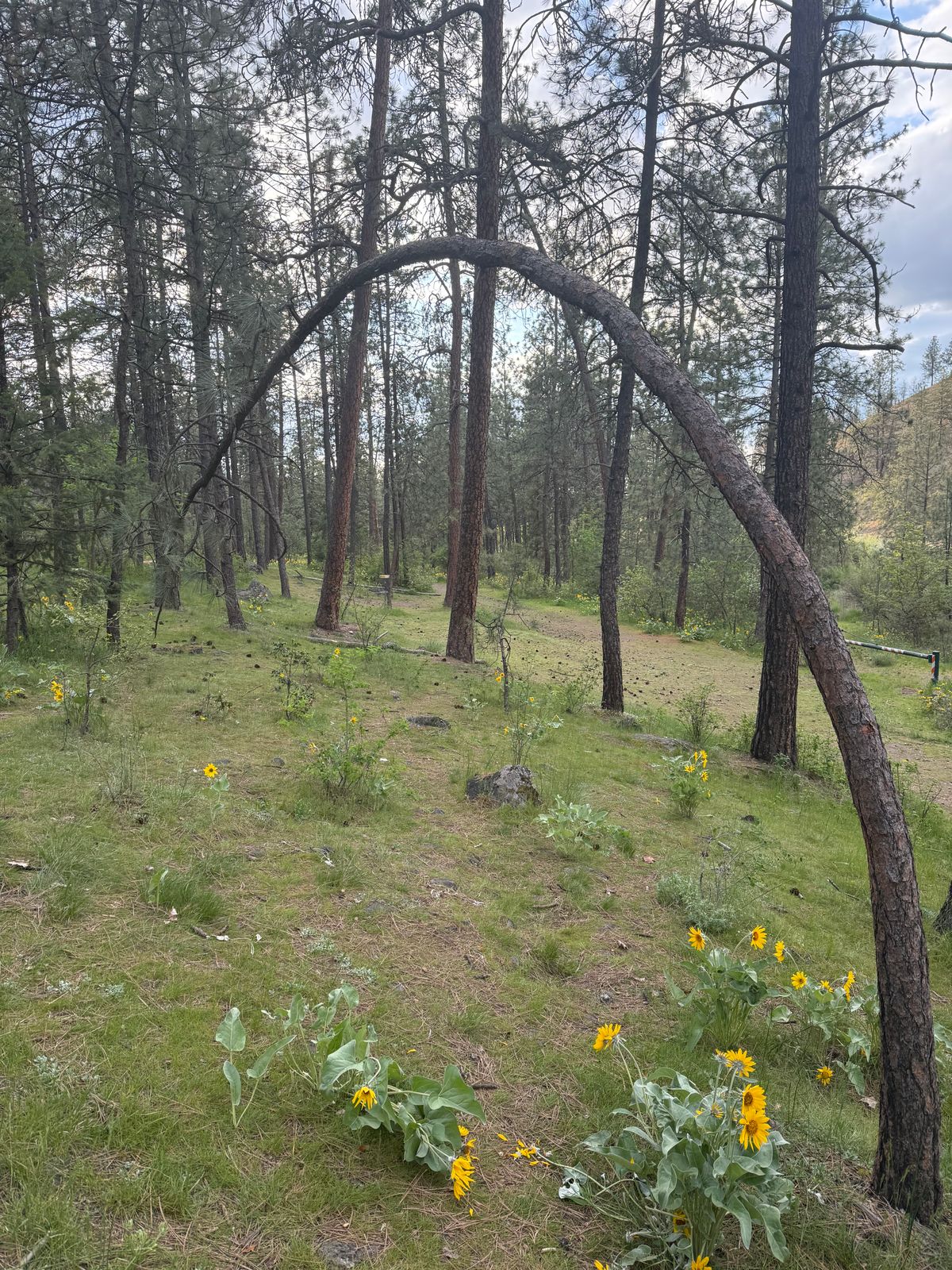 Bendy tree