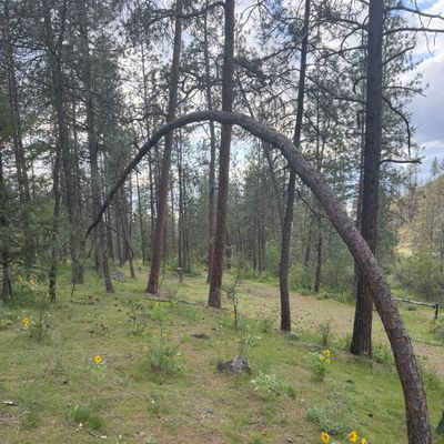 Bendy tree