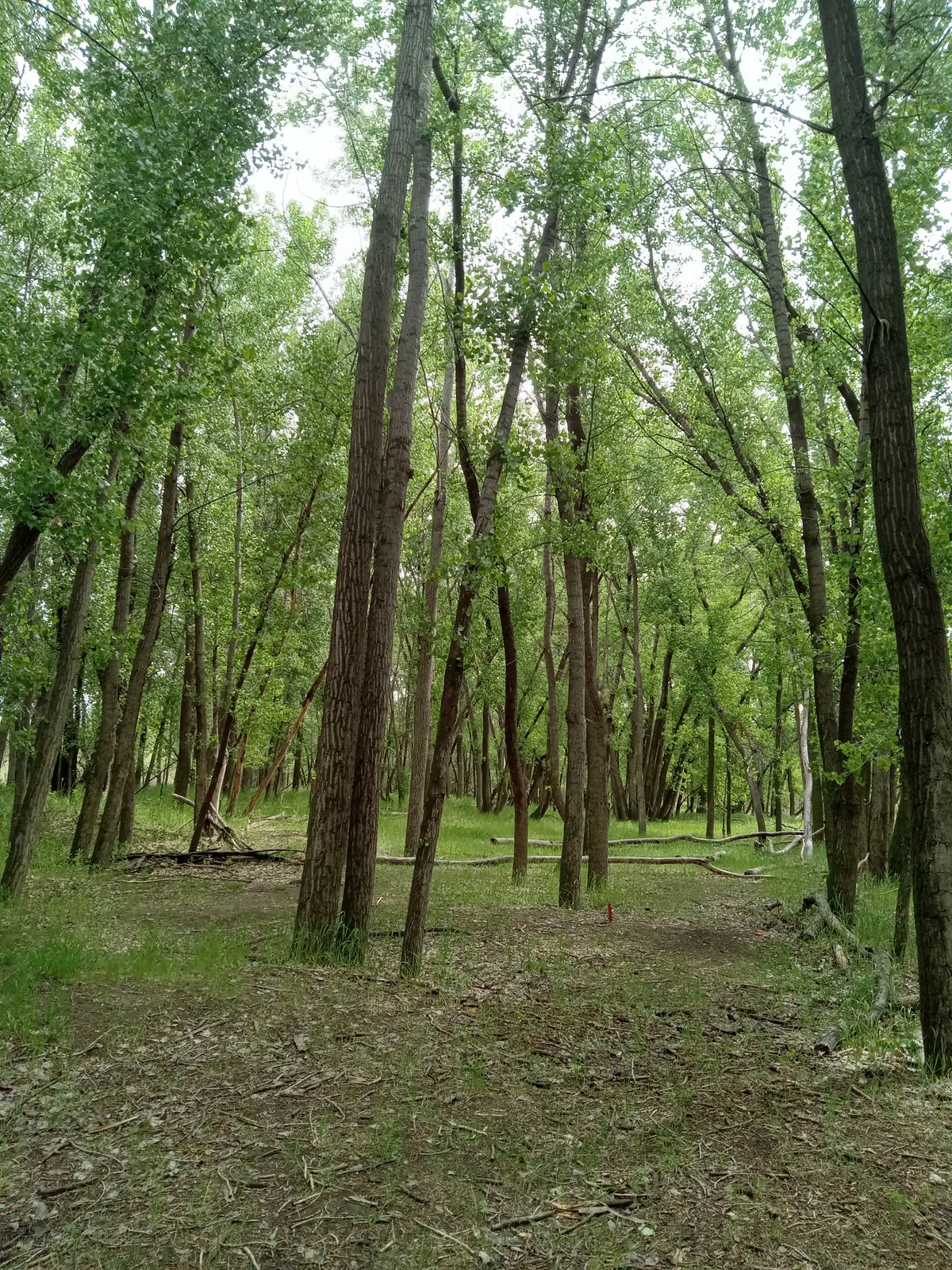 Fairway of hole 2