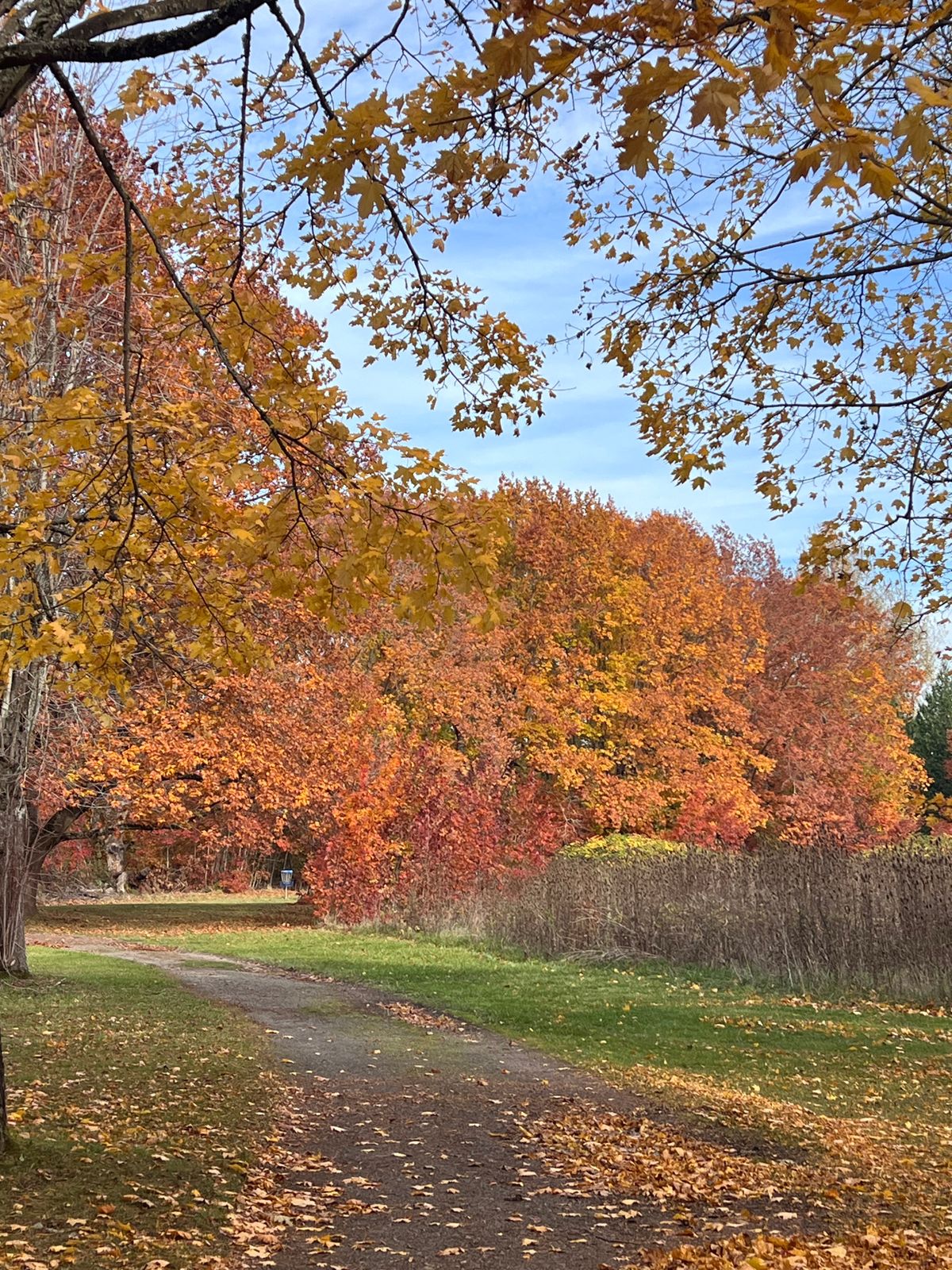 Hole 18’s basket from hole 1 tee pad