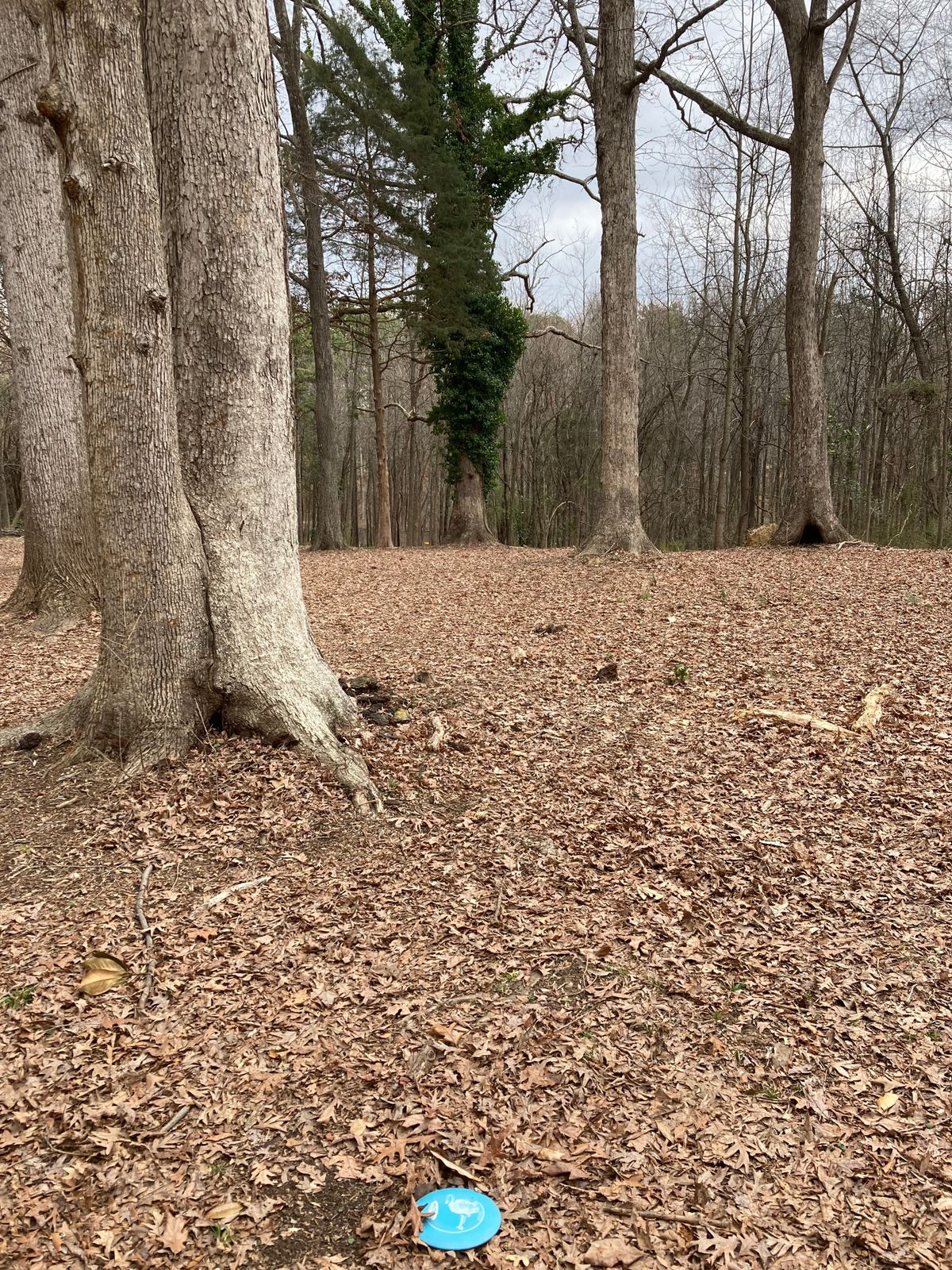 Hole 3. Basket down the hill another 150’ or so.