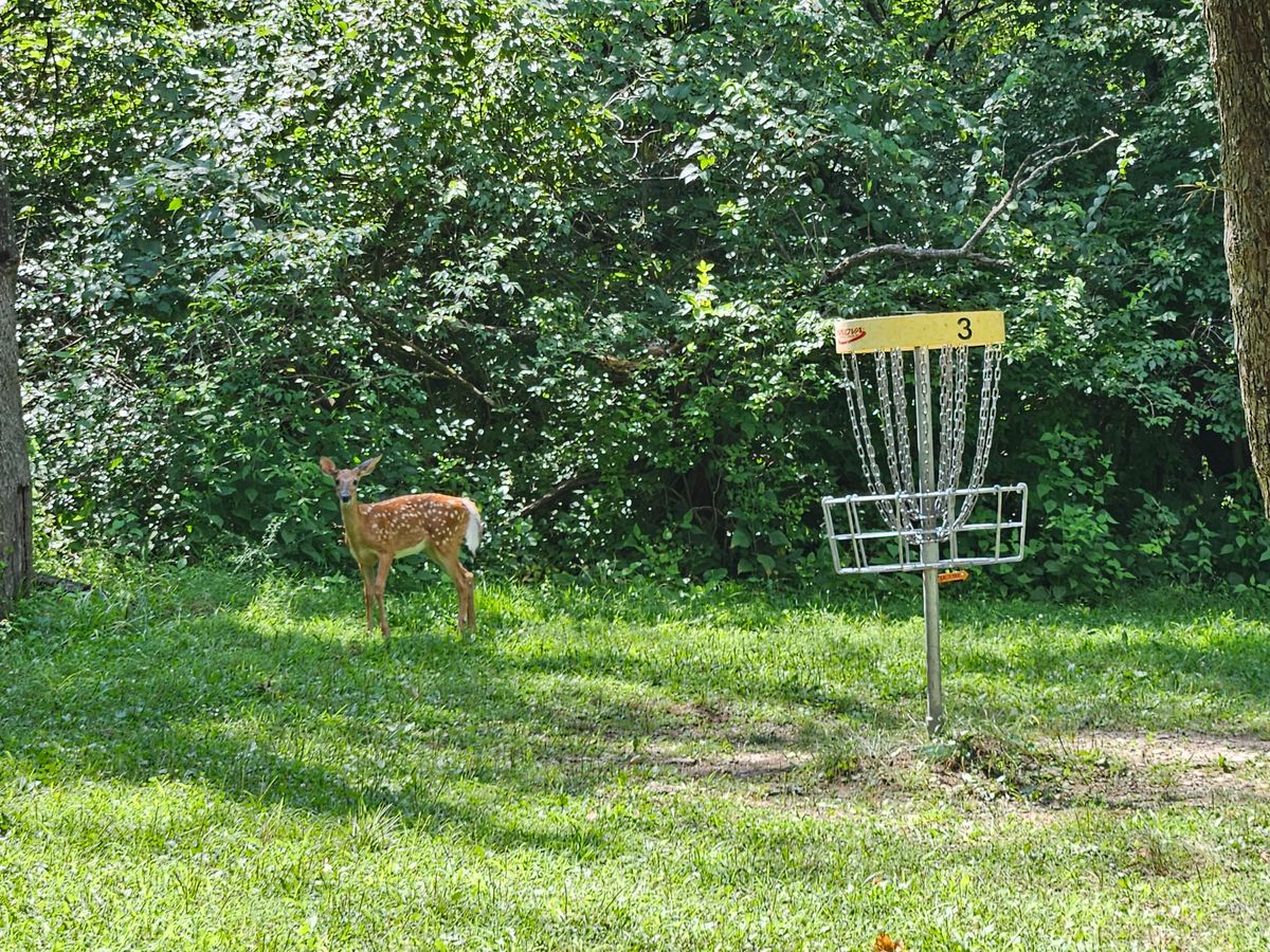 Deer always run the course with you, and are almost never afraid when you walk up to the basket