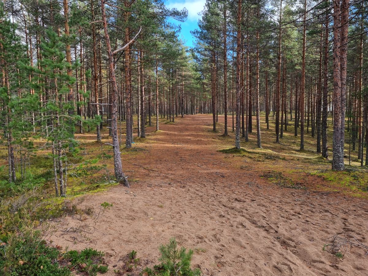 Väylä 2, keskiosan tunneli kaartaa oikealle ja metsä oikealla myös helpompaa pelata kohti koria
