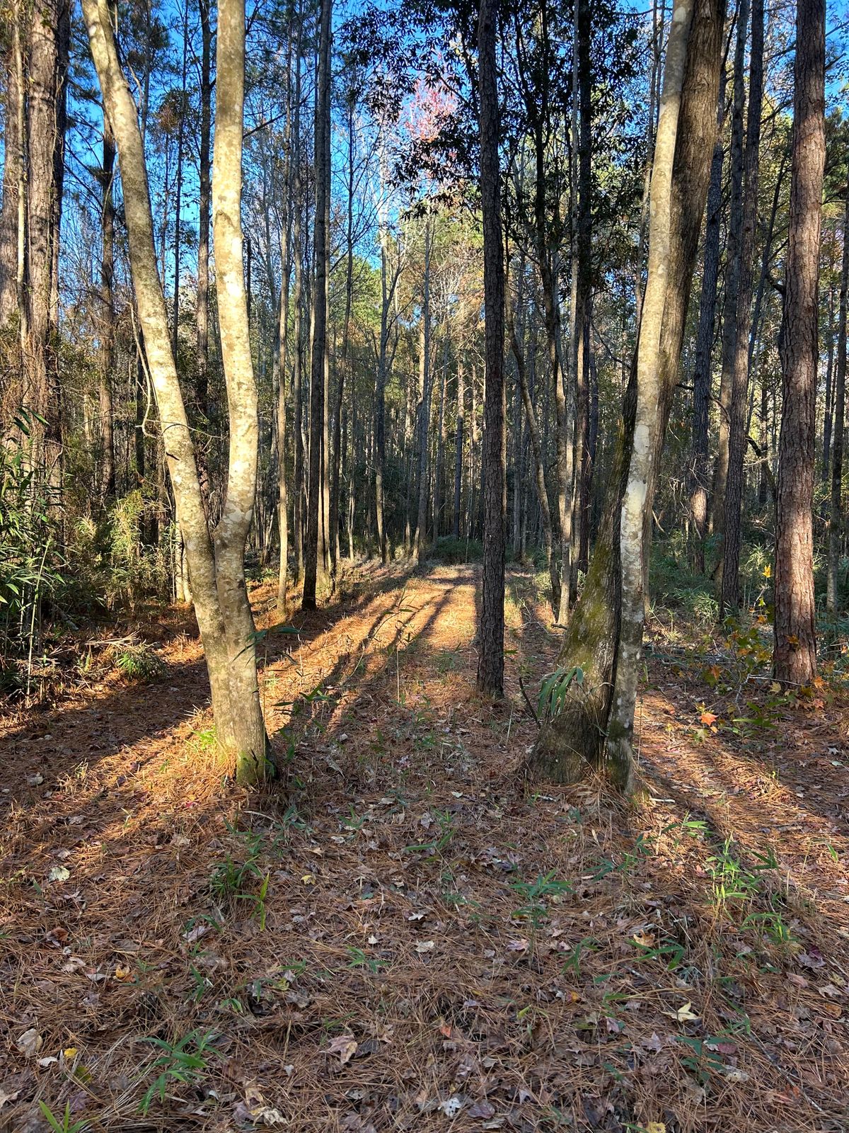 Hole 7