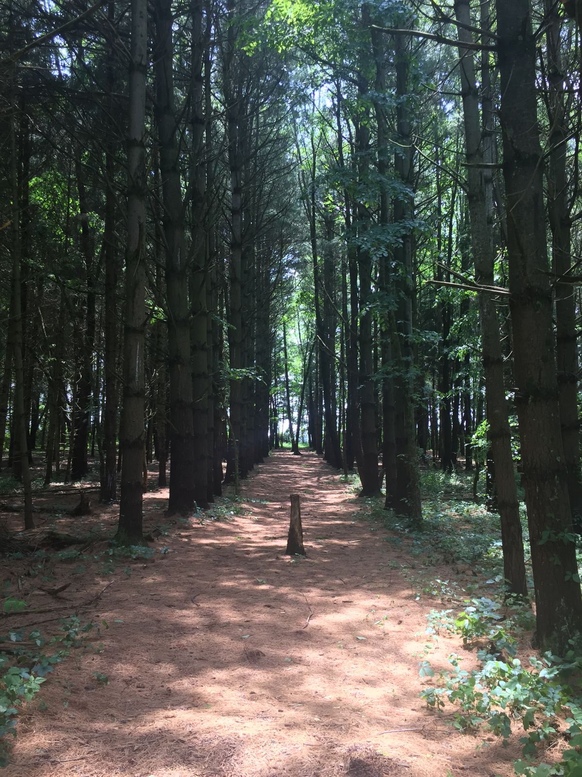 Hole 12 fairway