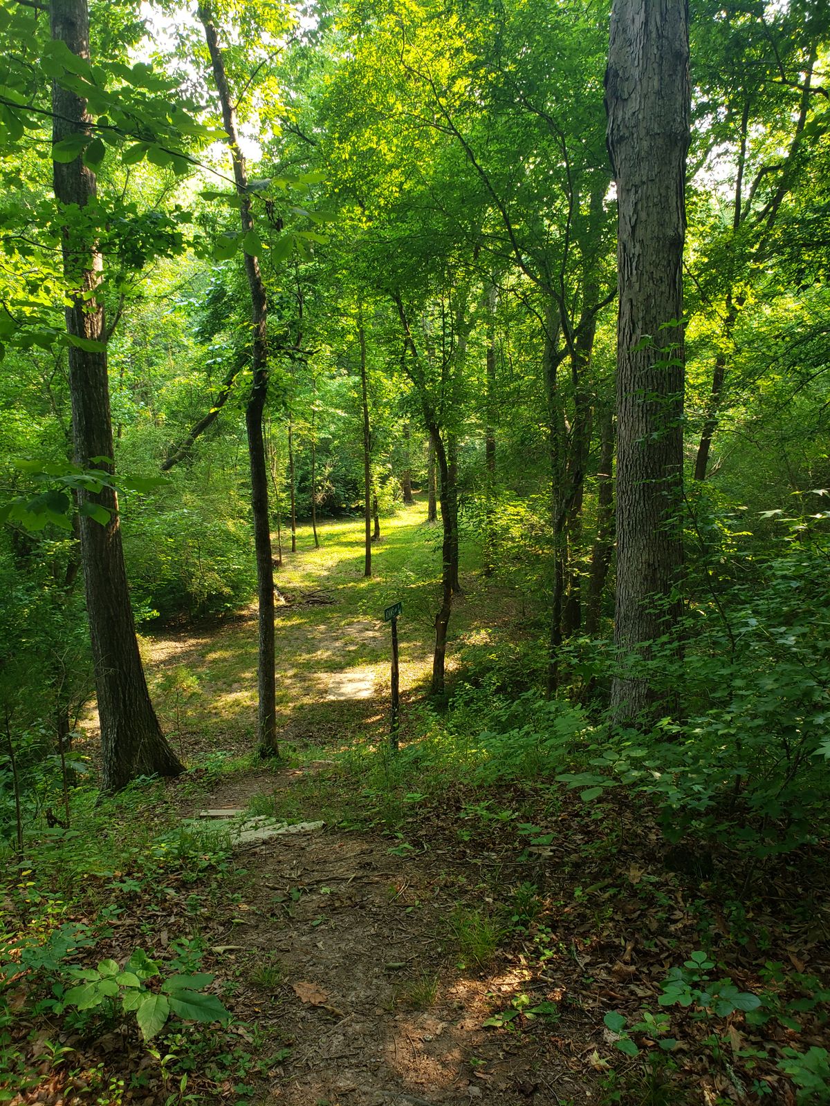 Hole 15 from the tee pad. Throwing down hill about 12 to 15ft with a hard dog leg right. The creek coming into play along the left side of the hole at the turn.