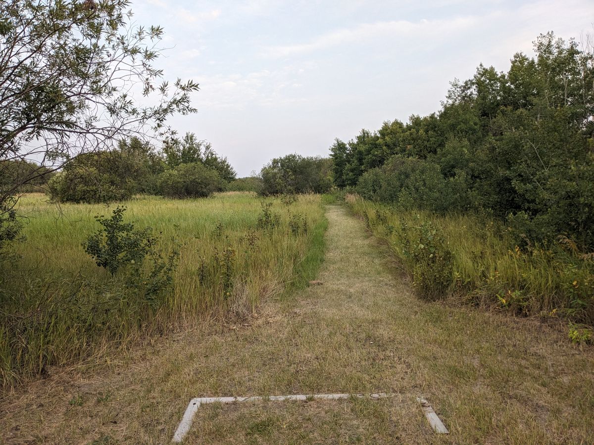 Hole 17, basket behind bushes on the right