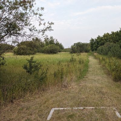 Hole 17, basket behind bushes on the right