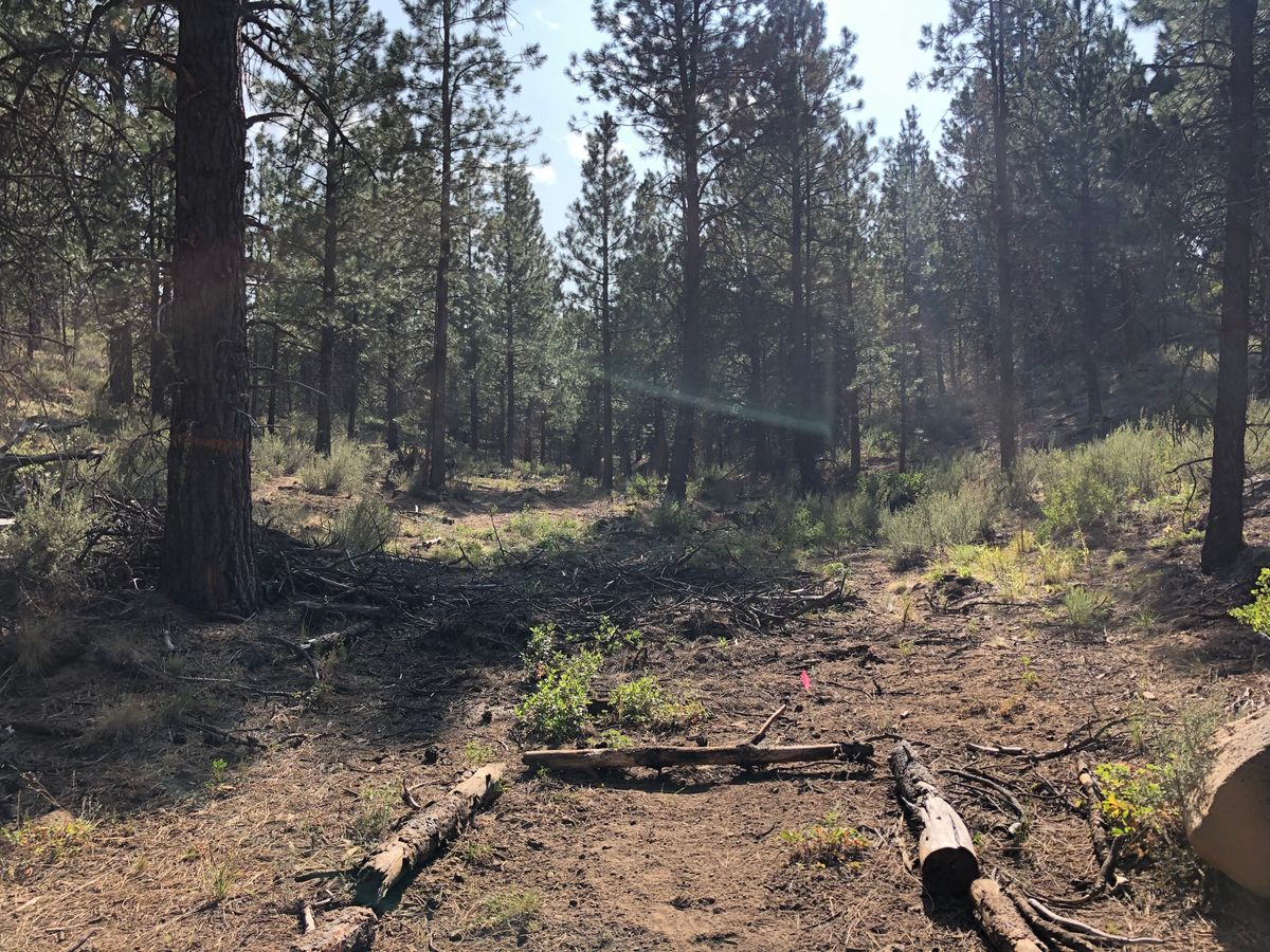 Hole 2 “Hawk’s Nest” Short Tee