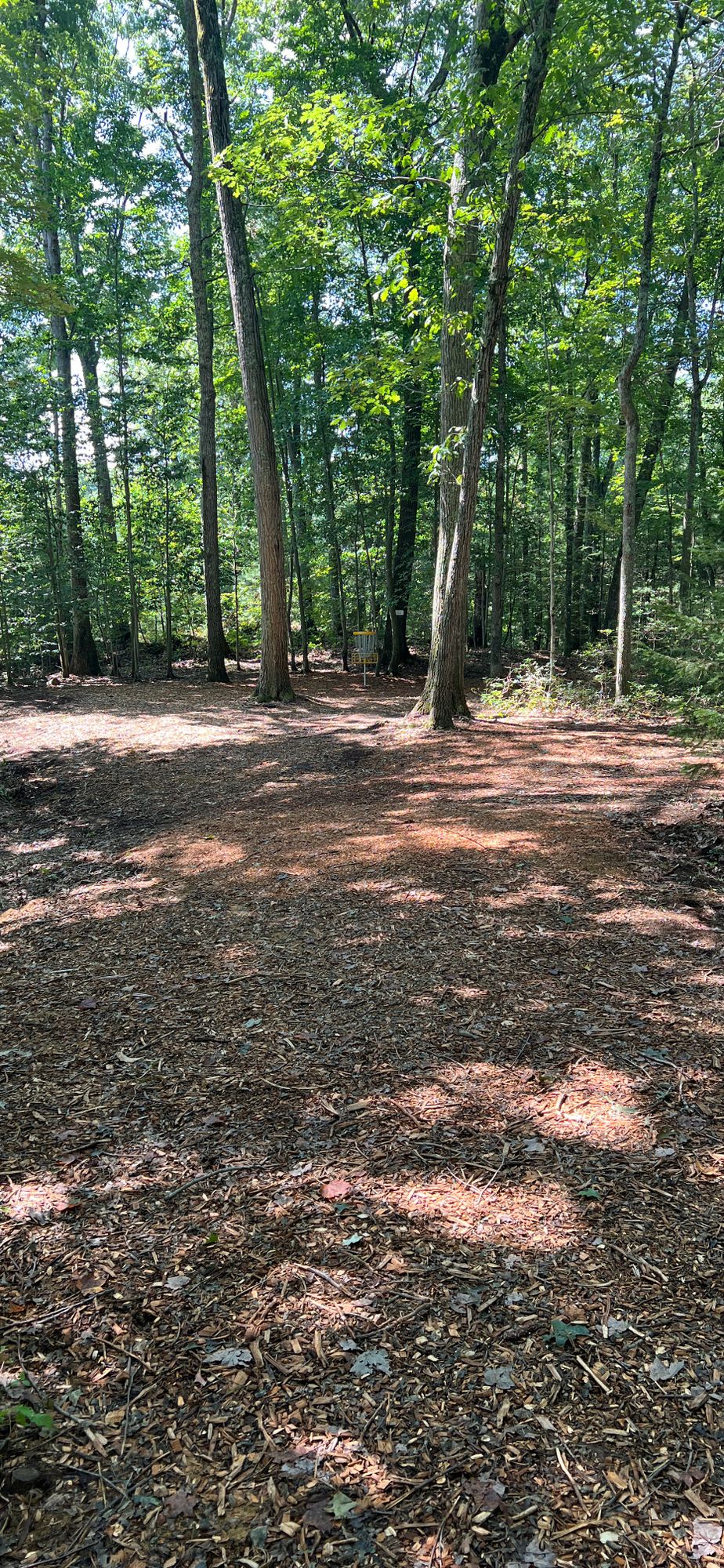 Hole 5 Basket