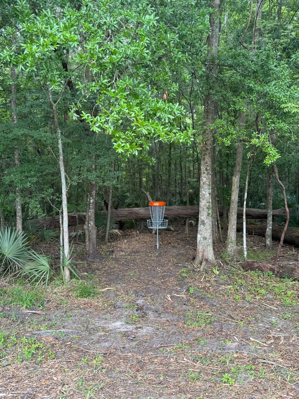 Beautiful choice of Orange Innova Disc Catcher baskets