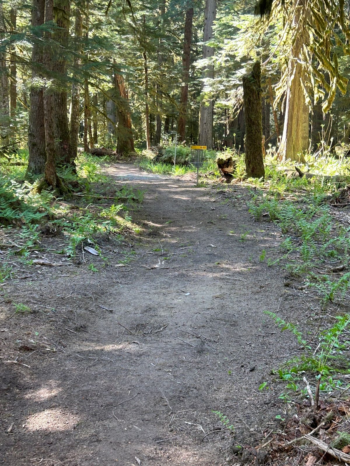 hole 7 basket