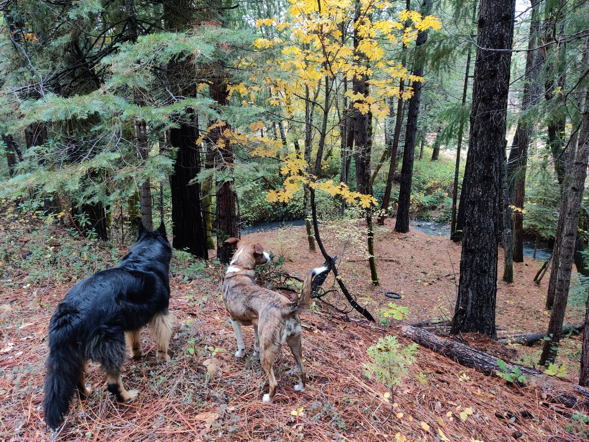 Course Marshalls on hole 12
