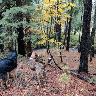 Course Marshalls on hole 12