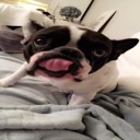 bulidogg