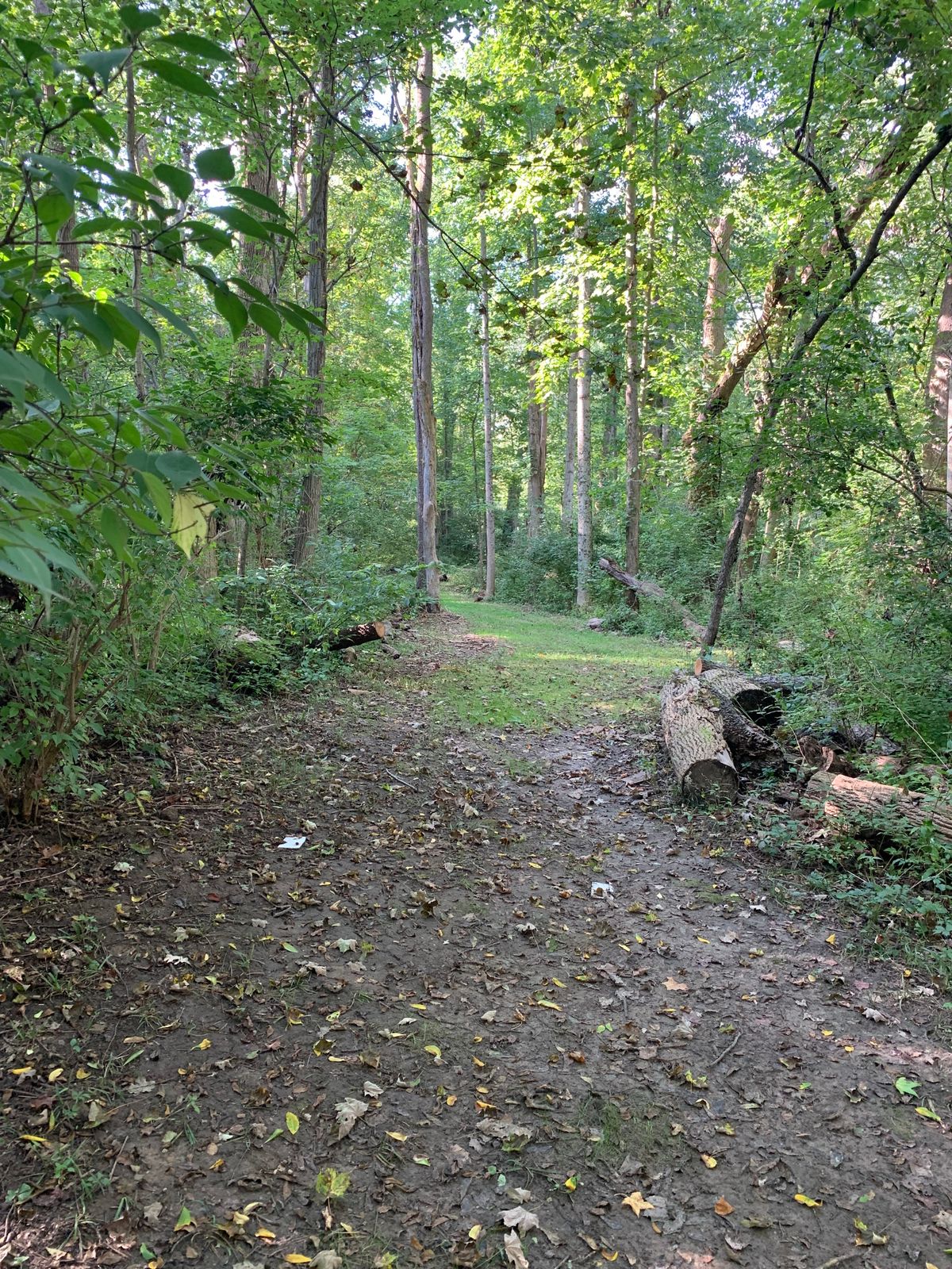Hole 6 tee