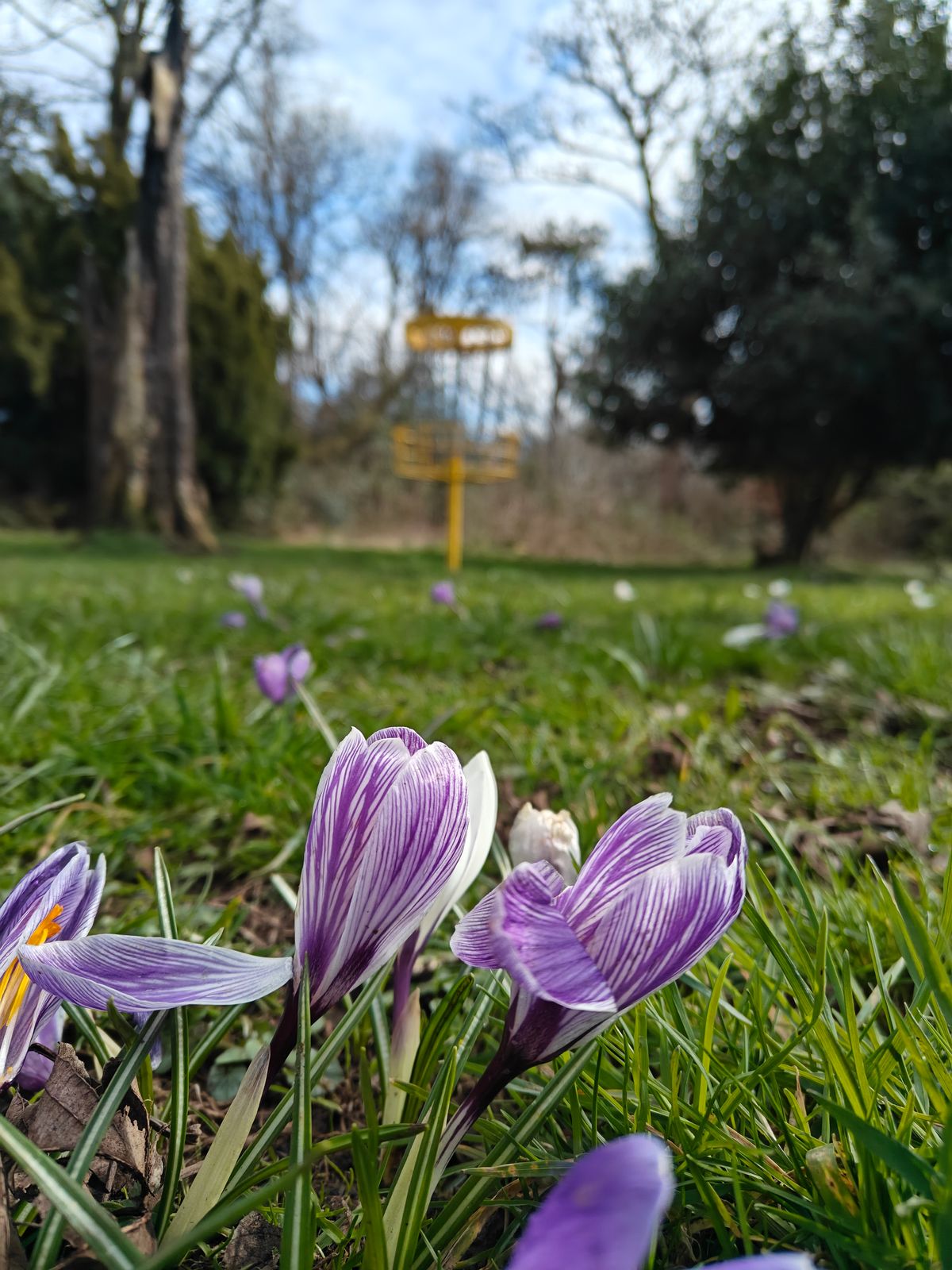 Spring at Rosshall DGC